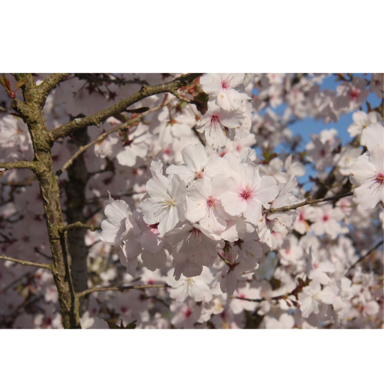 Frank P Matthews Prunus The Bride 12 Litre Container