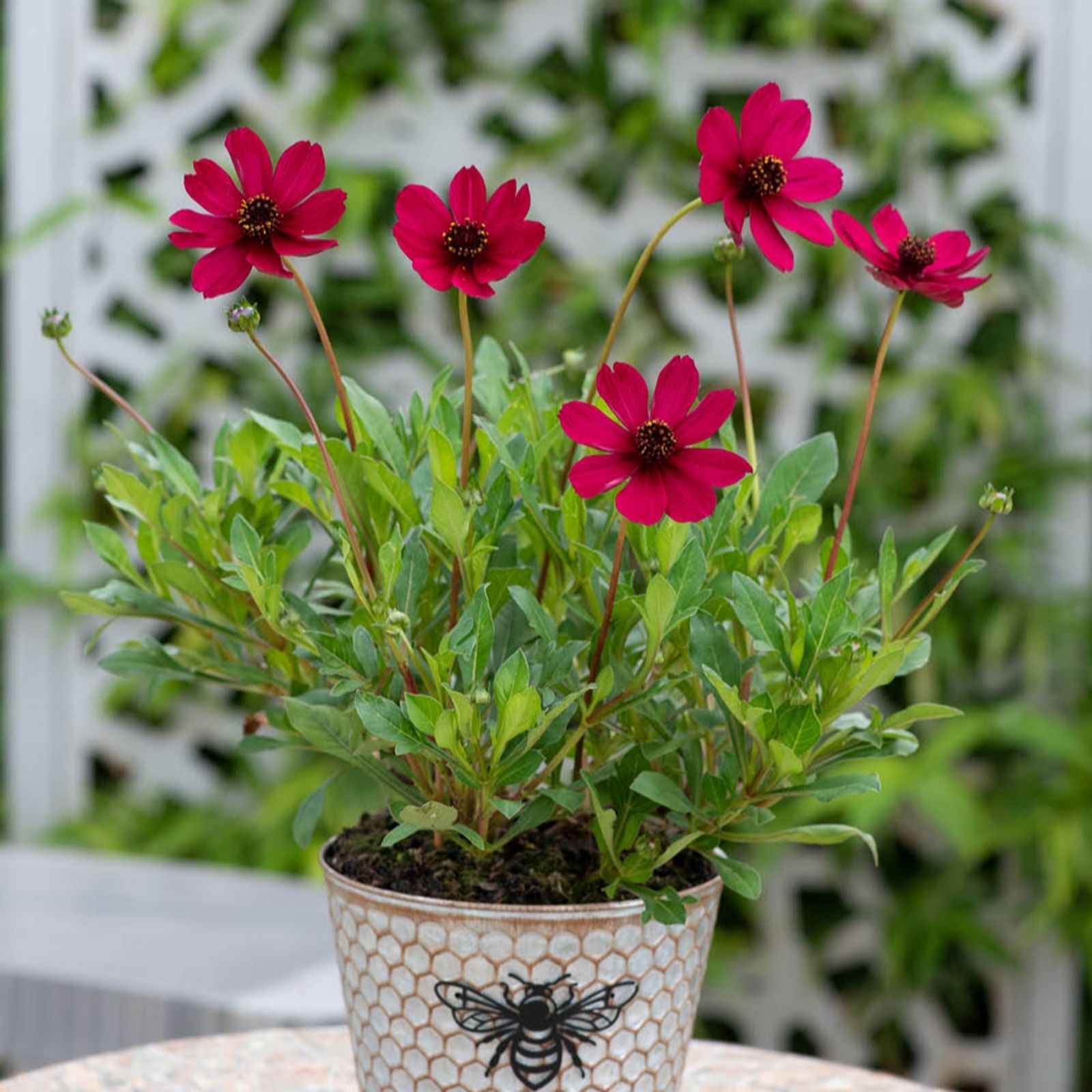 YouGarden Cosmos 'Cherry Chocolate' in 9cm Pots x 3