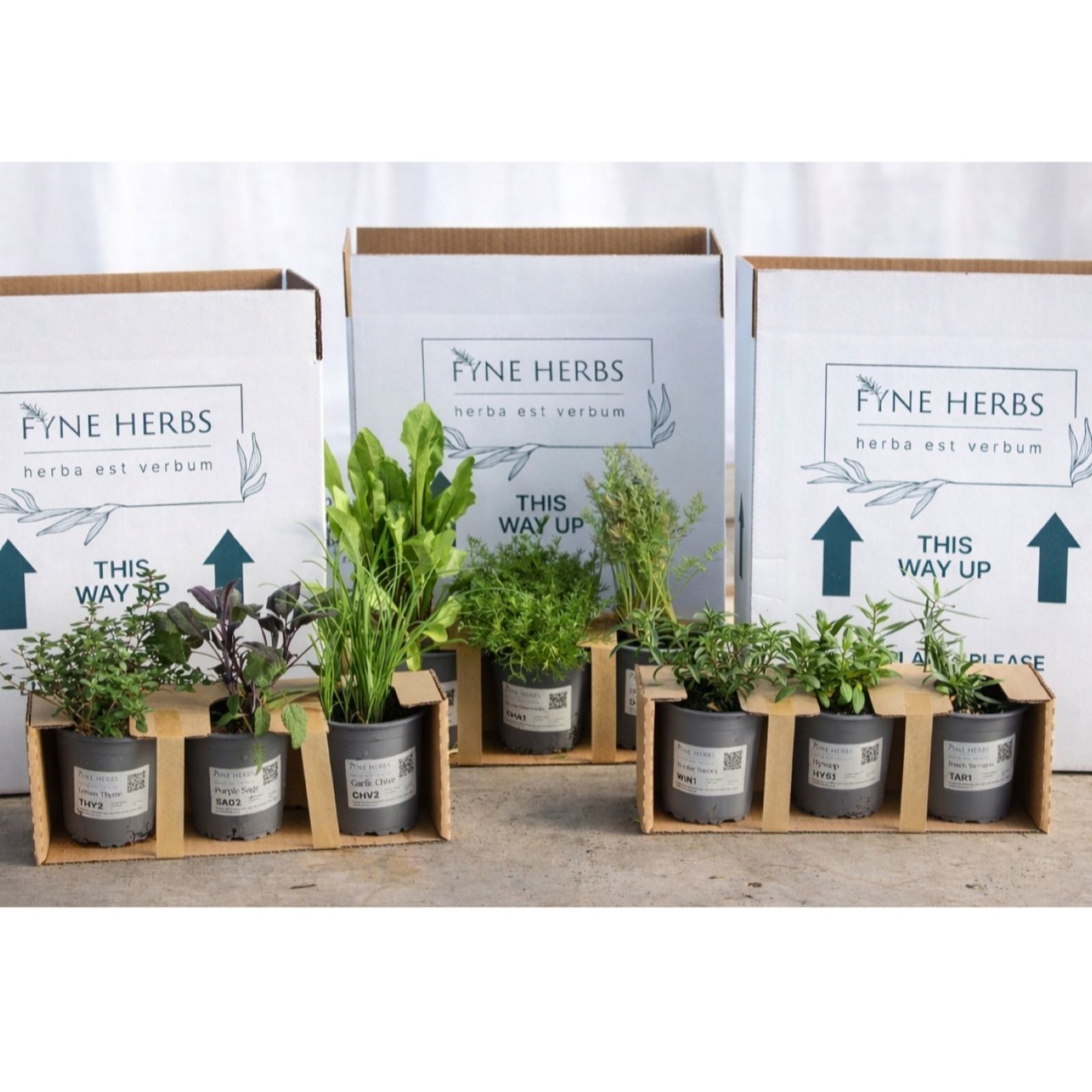  Fyne Herbs Cocktails & Drinks Herbs x 9