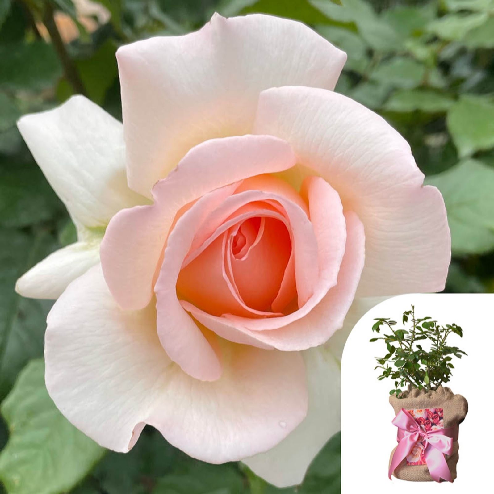 Harkness Roses Rose Best Mum Ever' in a 4L pot Gift Wrapped