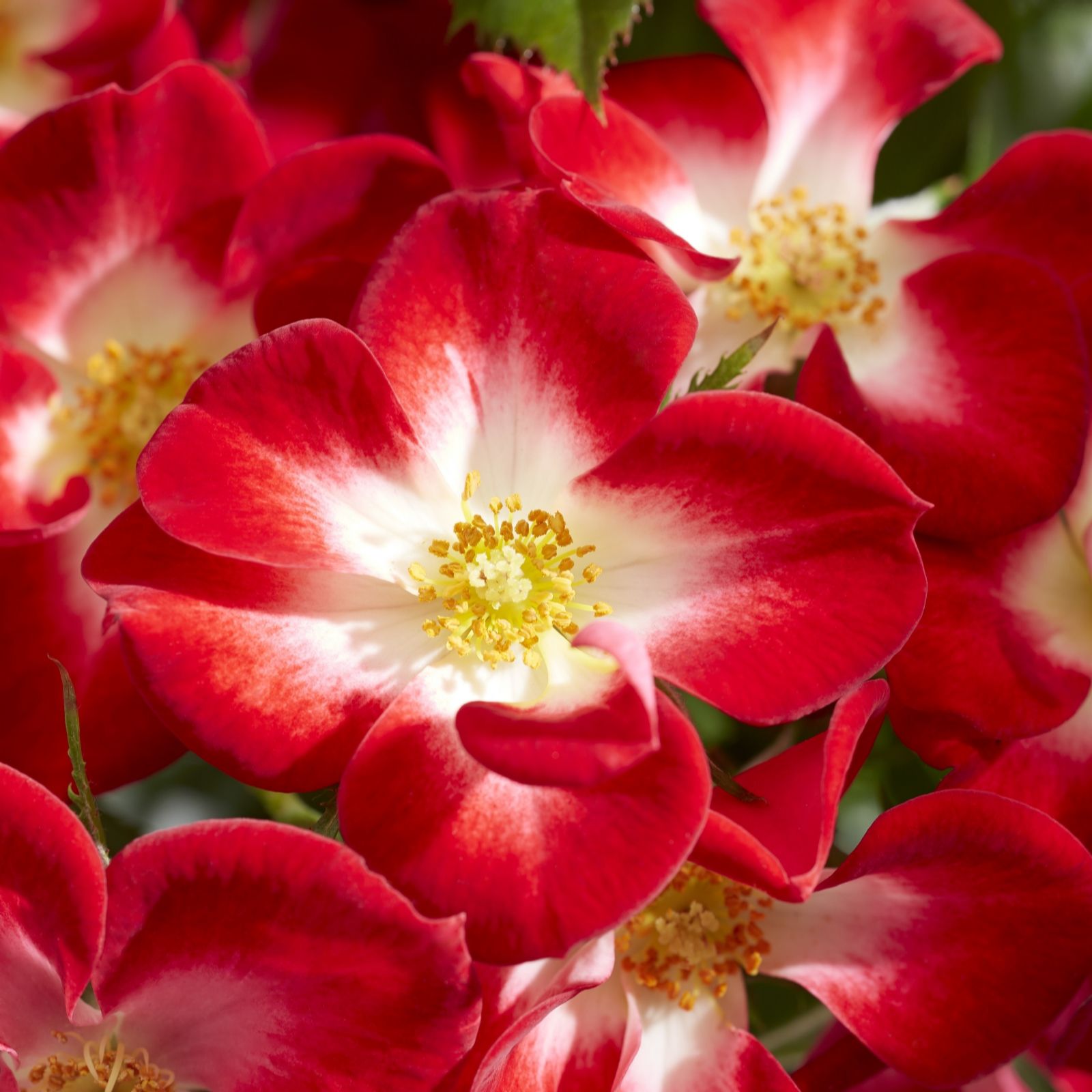 Plants2Garden Rosa Everglow Ruby 3ltr