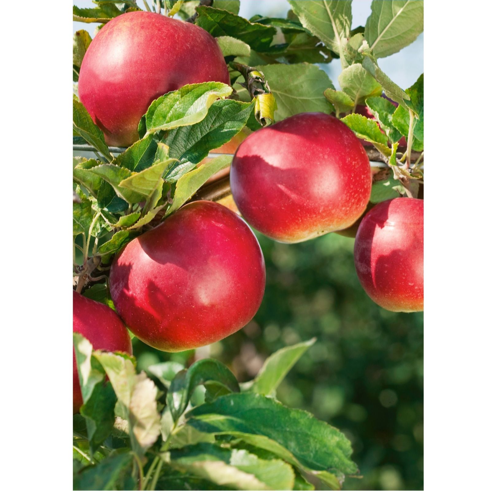 Plants2Gardens Apple Red Falstaff 7.5L