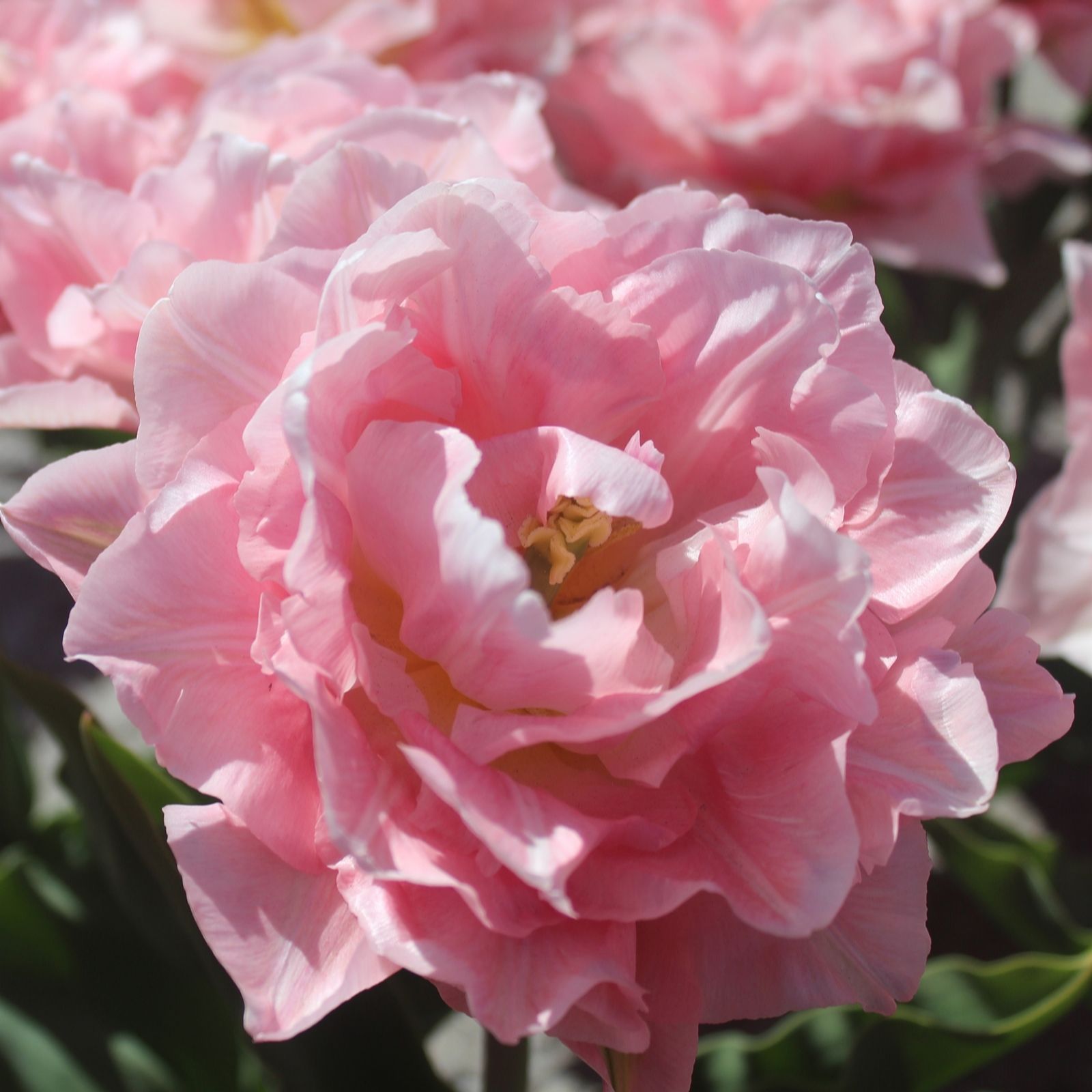 Plants 2 Gardens Tulip Dreamer 20 x 11/12 Bulbs
