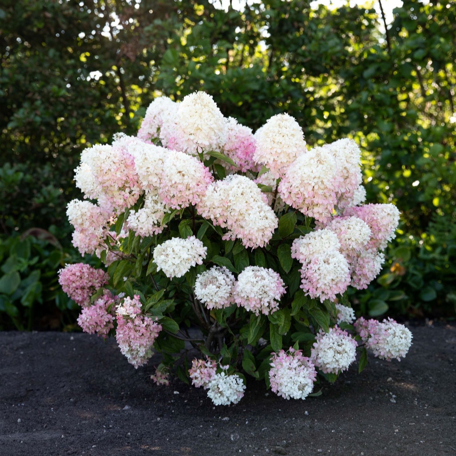 Thompson & Morgan Hydrangea Living Raspberry Pink 1 Litre Pot x2