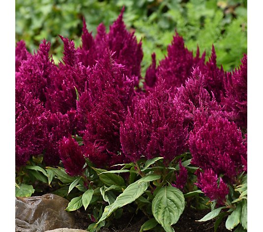 Plants2Gardens Celosia First Flame Purple 6x 8.5cm Pots