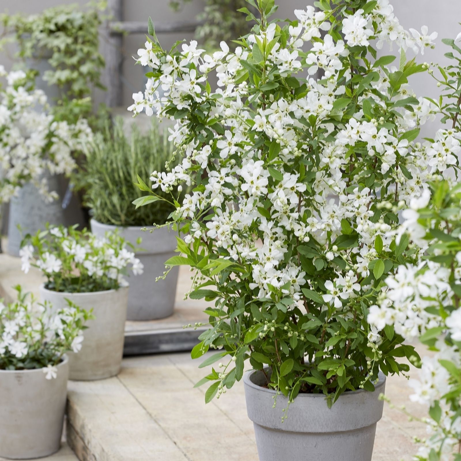 Hayloft Plants Exochorda Blushing Pearl with Planter and Compost QVC UK
