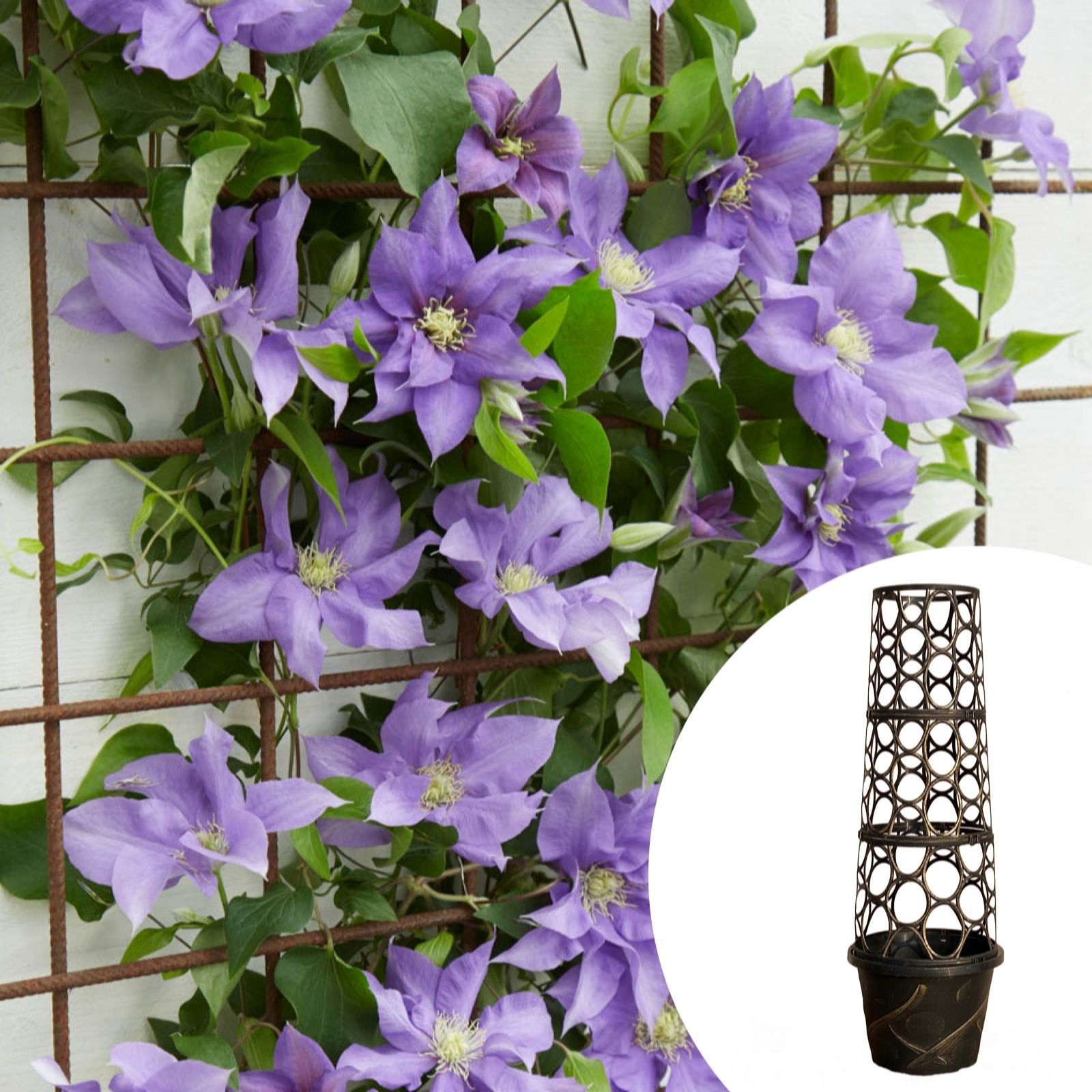 YouGarden Tower Pot & Boulevard Clematis 10.5cm pots x 1