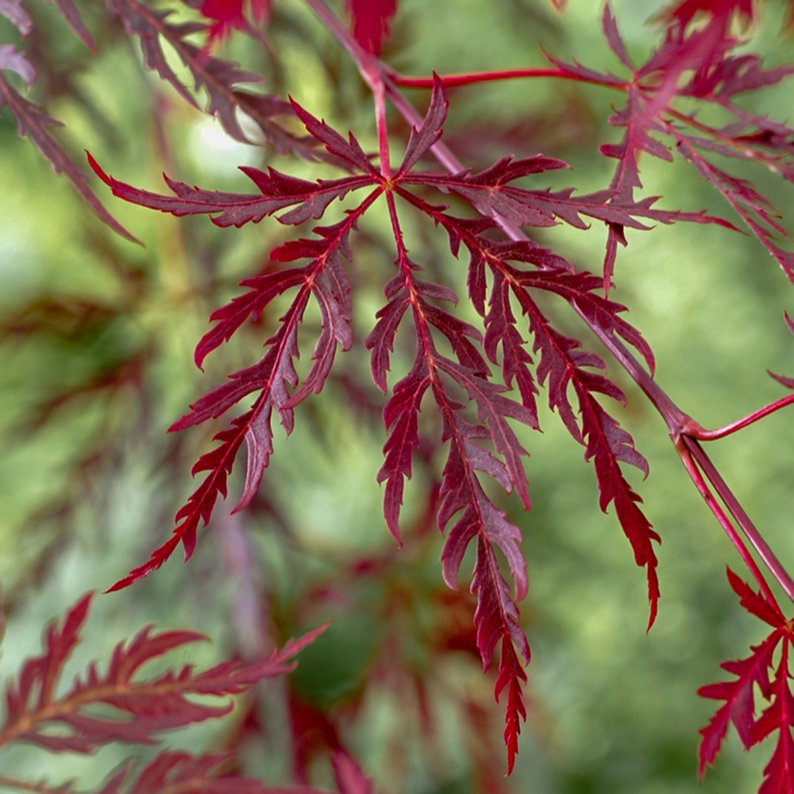 YouGarden Acer palmatum 'Garnet' in a 3L pot