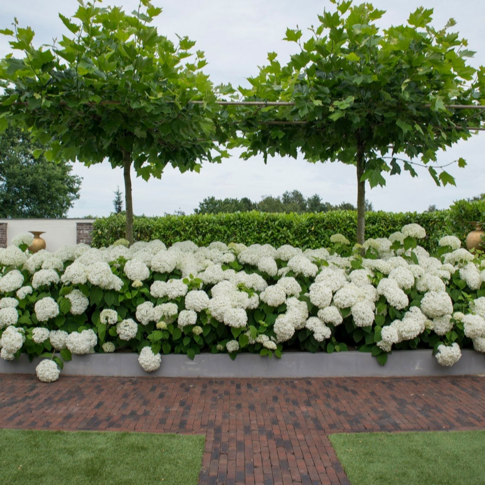 Thompson & Morgan Hydrangea Arborescens Strong Annabelle 3 Litre Pot x2