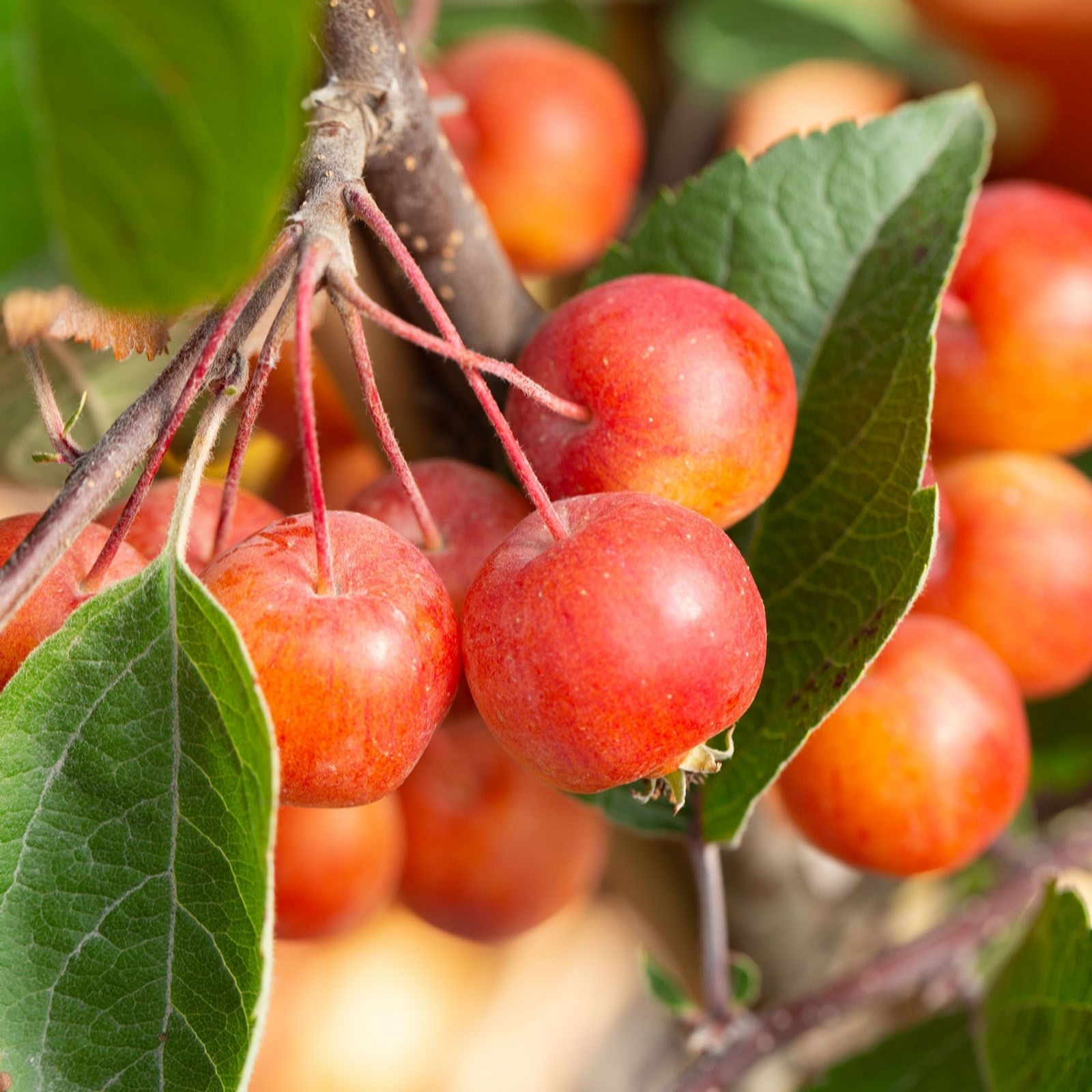 Frank P Matthews Malus Evereste in 11.5 Litre Container