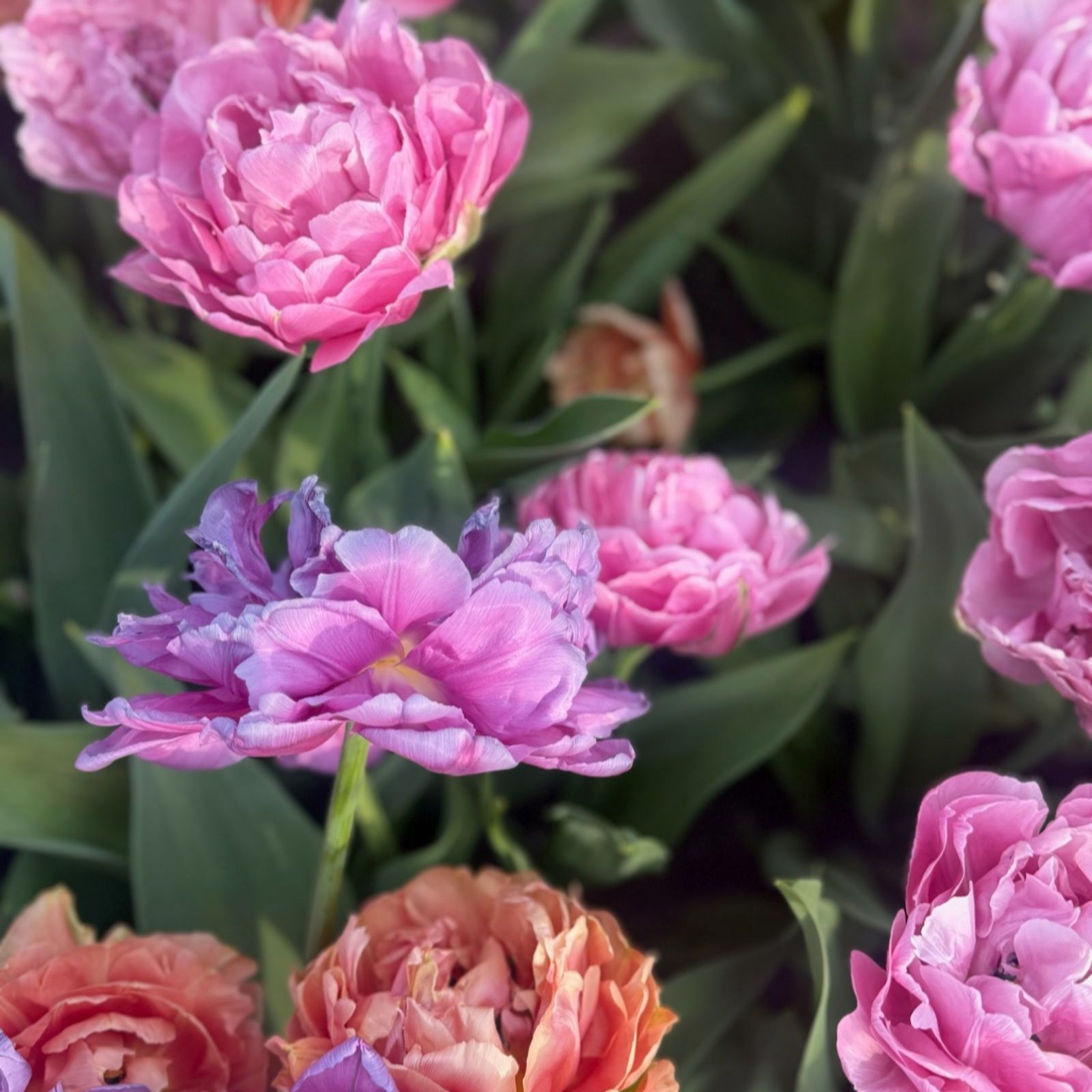 Thompson & Morgan Tulip Sensational Sorbet Collection 16 bulbs