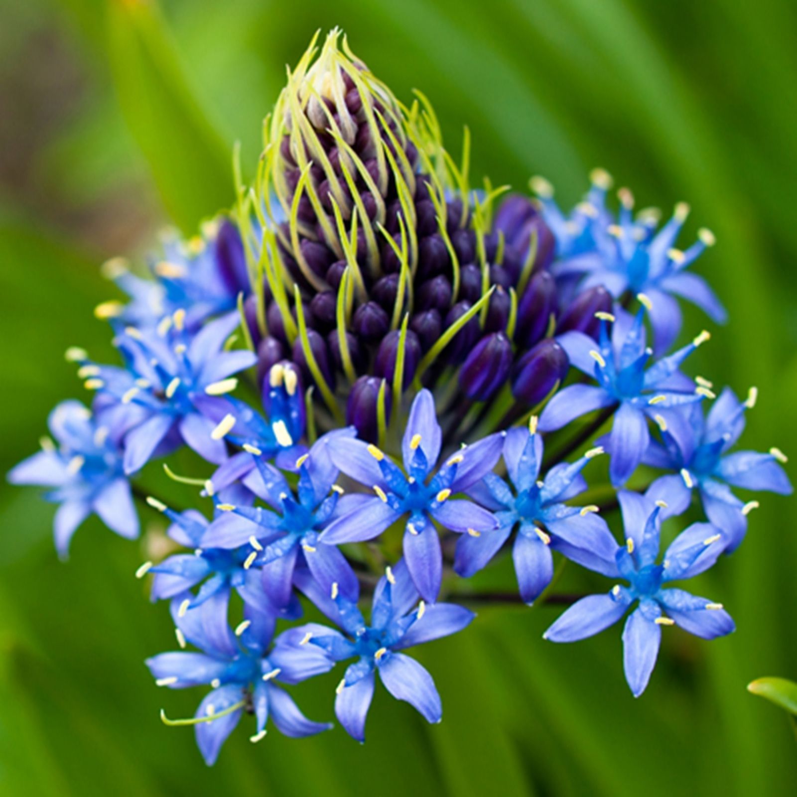 YouGarden Caribbean Lily 'Scilla Peruviana' x6 Bulbs