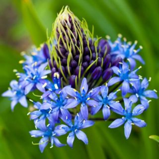 YouGarden Caribbean Lily 'Scilla Peruviana' x6 Bulbs