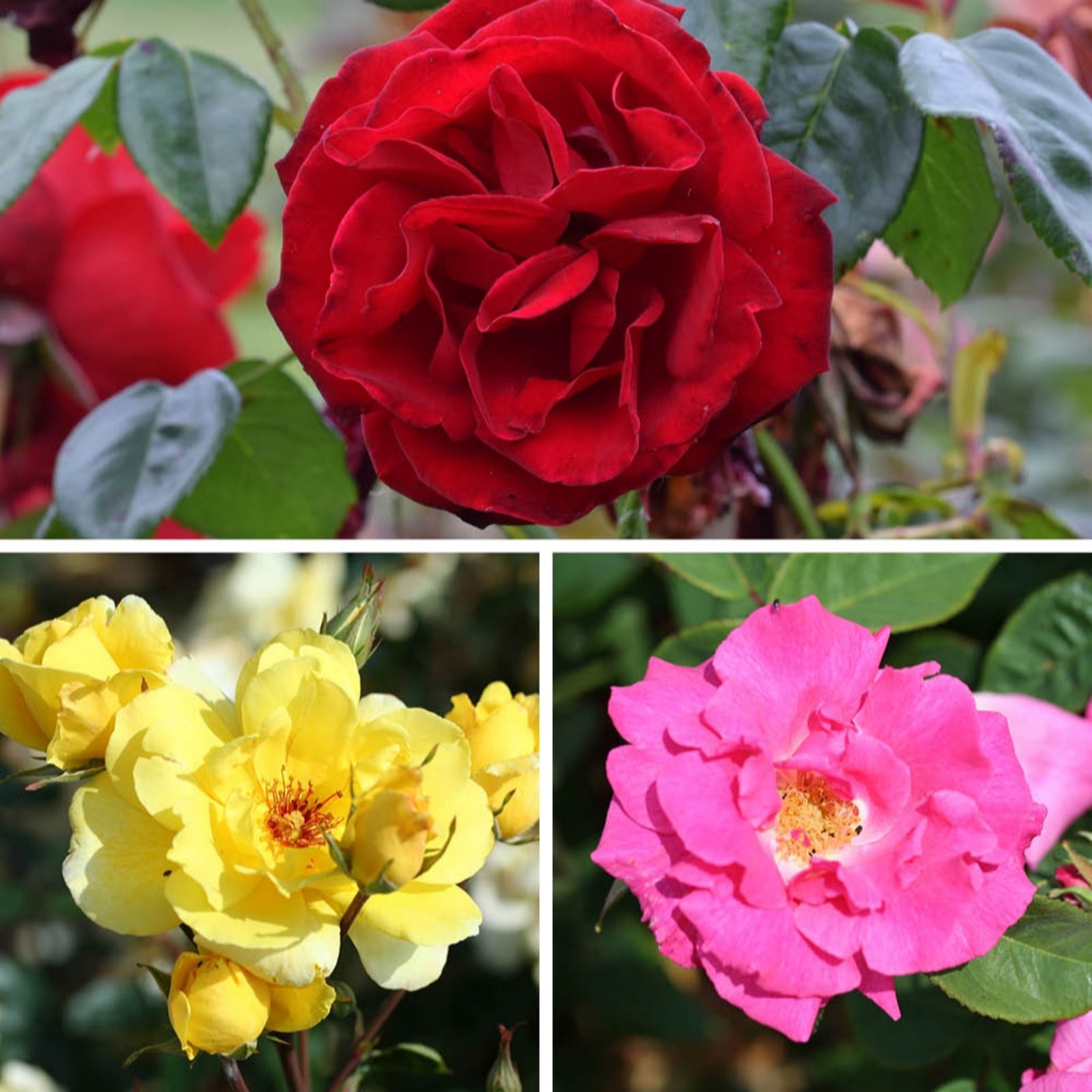 YouGarden Rose 'Climbing' Bare Root Collection x3