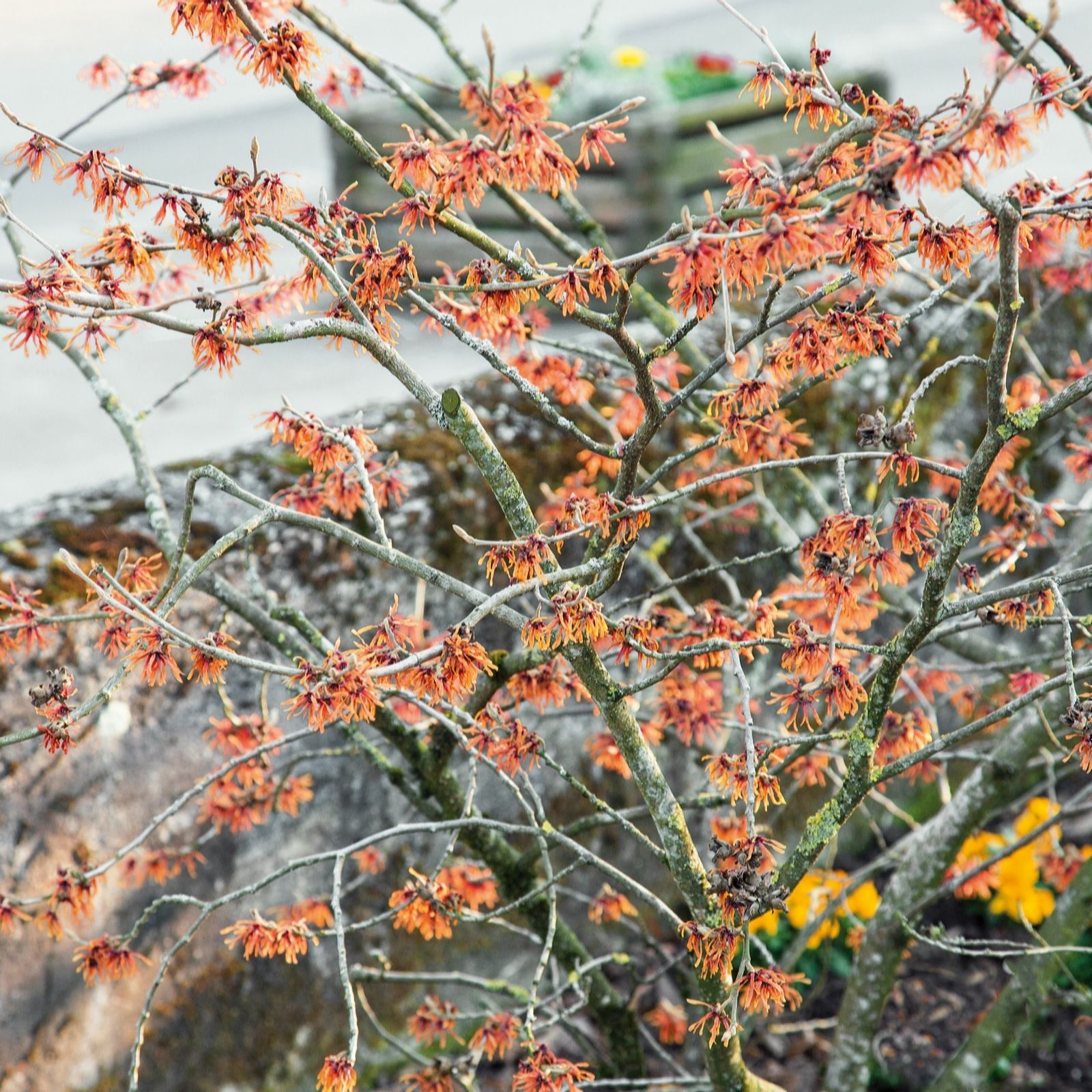 Plants2Gardens Hamamelis Diane 3ltr