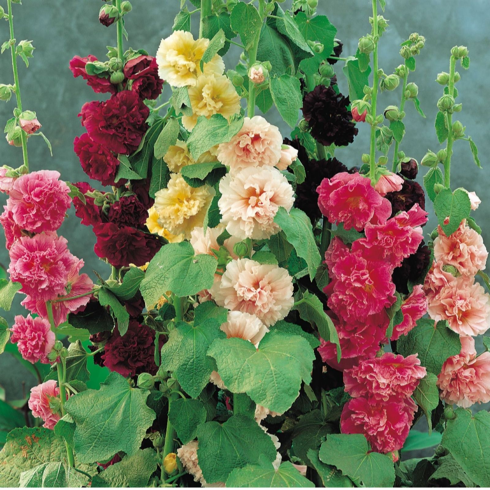 Thompson & Morgan Hollyhock Alcea Charters Double Mix 9cm x 3