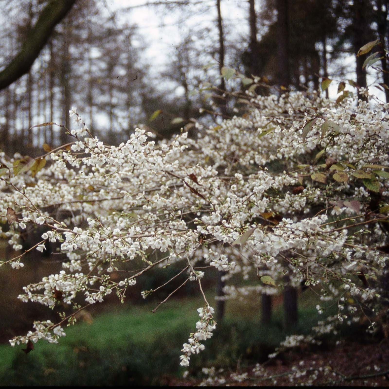 Frank P Matthews Prunus x Yedoensis Bare Root Tree
