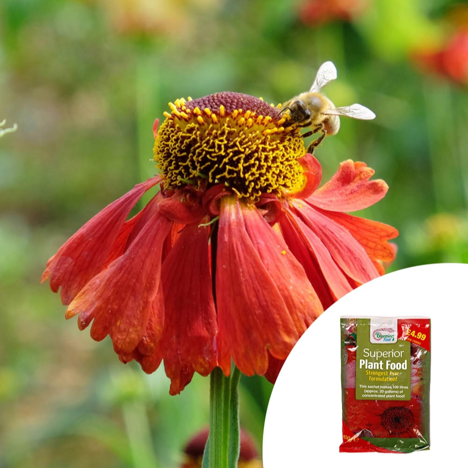 YouGarden Helenium 'Moerheim Beauty' in 9cm pots x3 & 100g Fertiliser