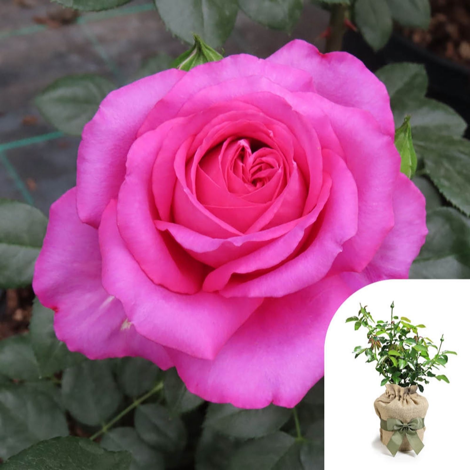 Harkness Roses Rose 'Fab at 70' in a 4L Pot Gift Wrapped