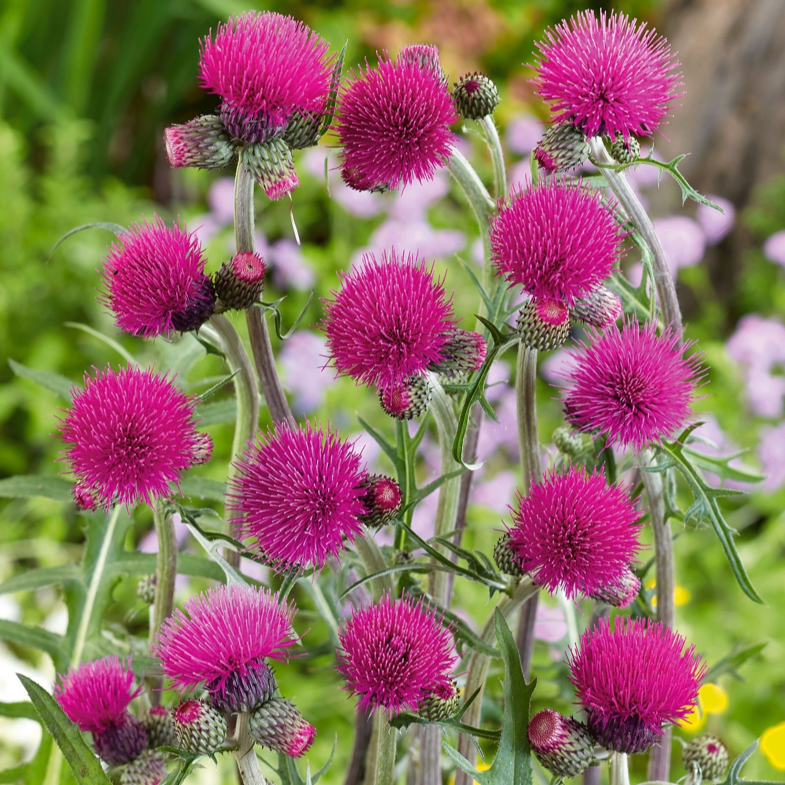 Plants2Garden Cirsium Collection 3 x 9cm