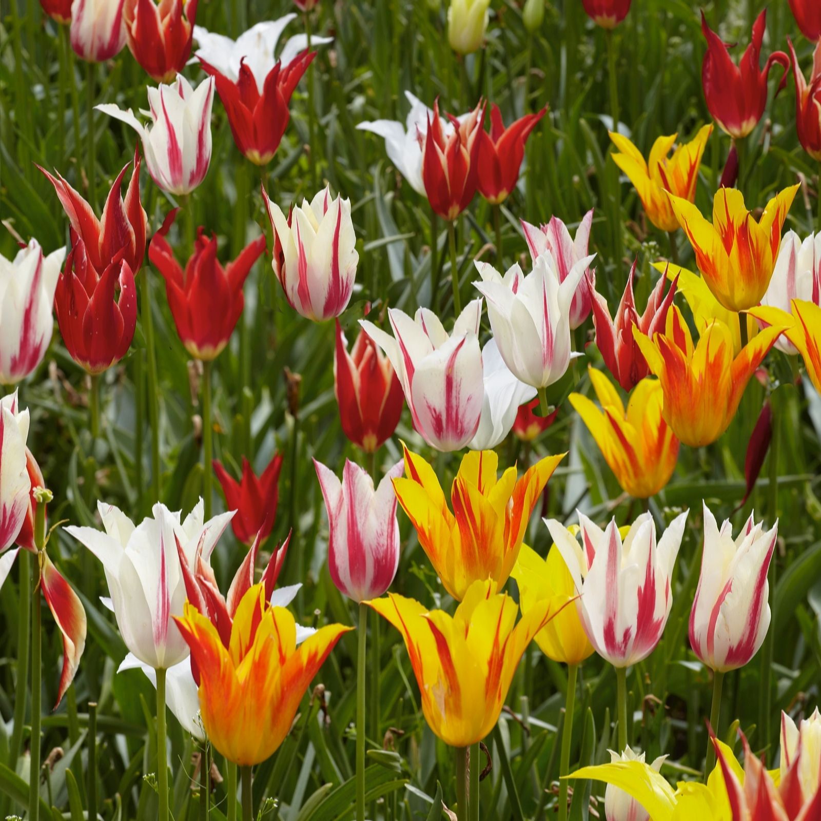 Plants 2 Gardens Tulip Ballade Mix 20 x 11/12