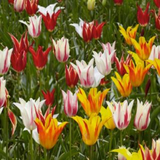 Plants2Gardens Tulip Ballade Mix 20 x 11/12