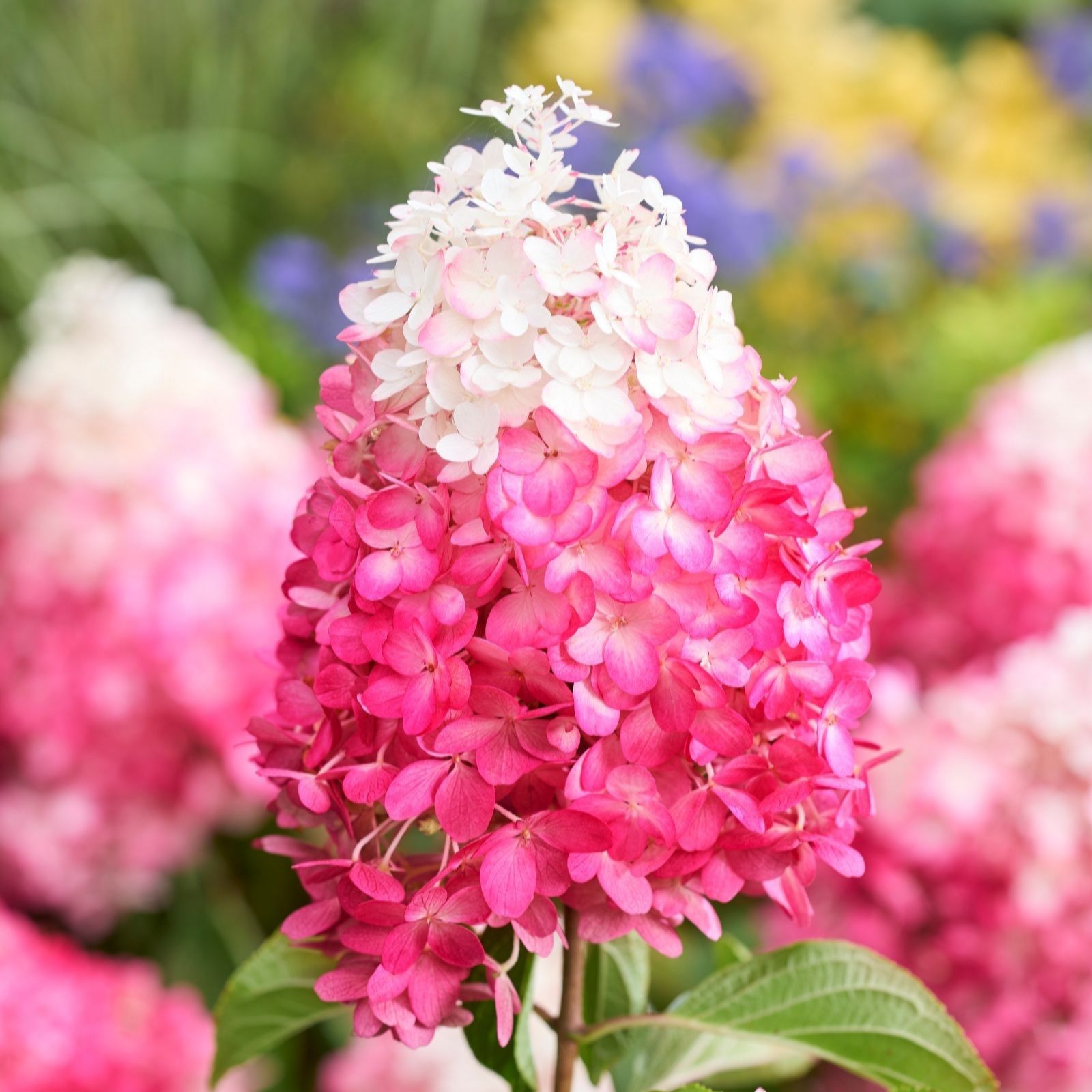Thompson & Morgan Hydrangea Living Red Velvet 12cm Pot