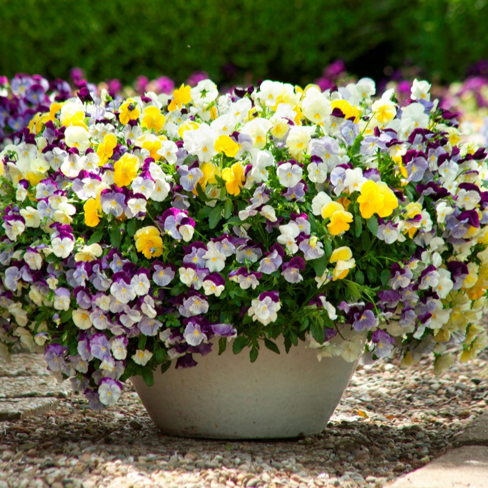 YouGarden Pansy Fragrant Waterfall Plug Plants x 24