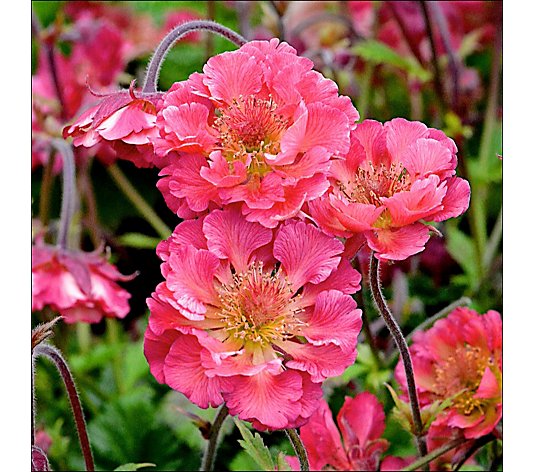 Precious Plants Geum Pink Petticoats 3x 3.3cm young plants