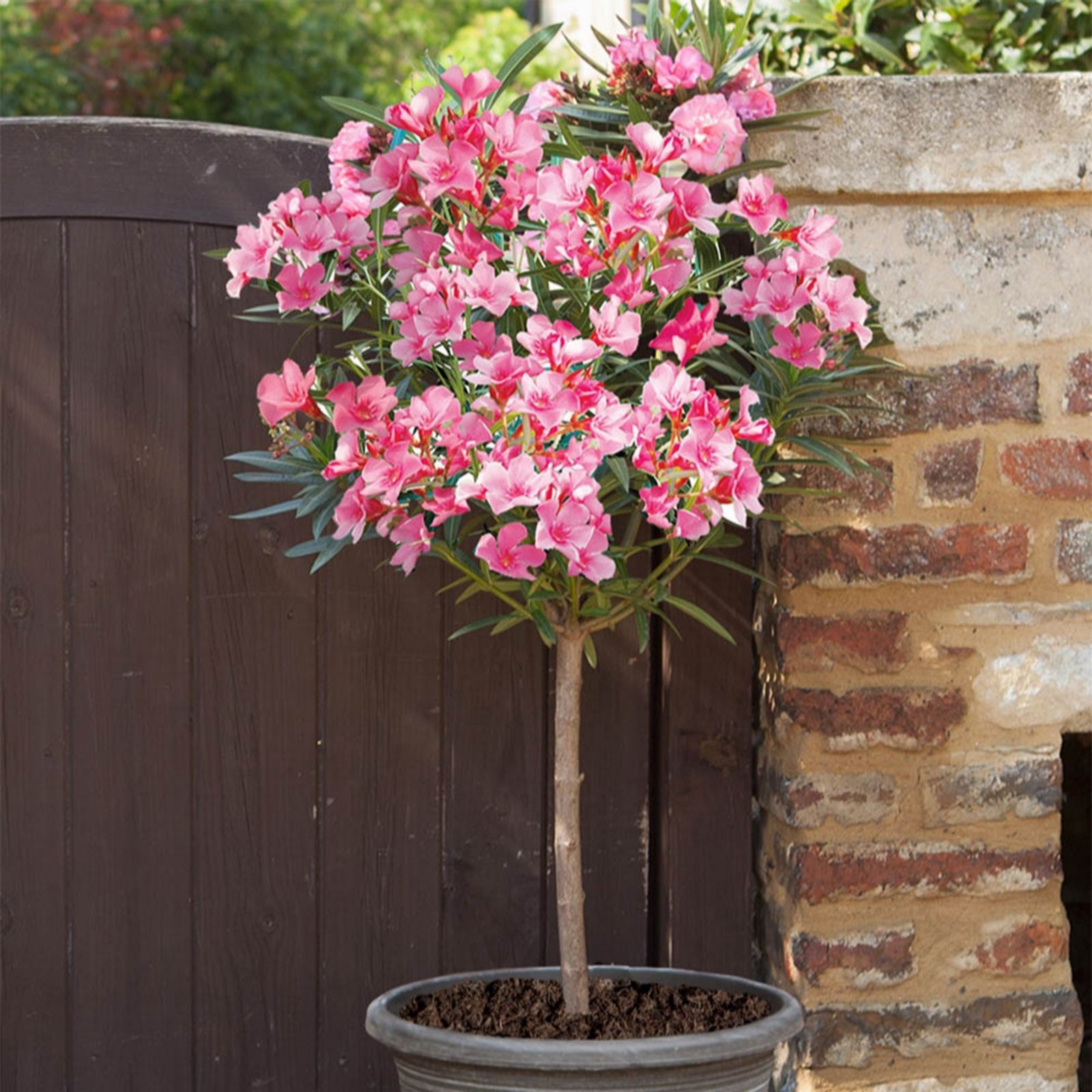 YouGarden Pair of Oleander Standard Shades of Pink