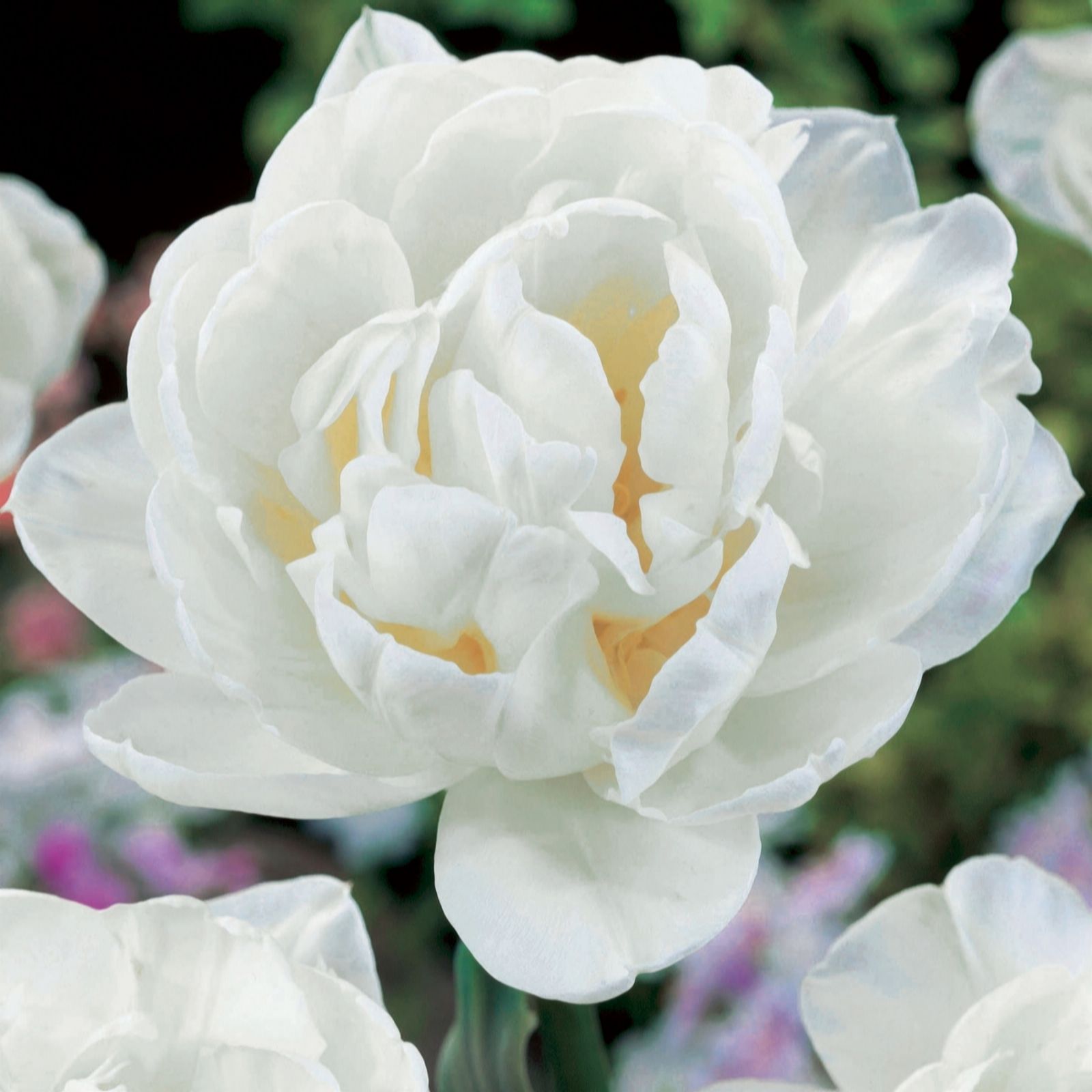 de Jager Perfect Paeony Tulips x20