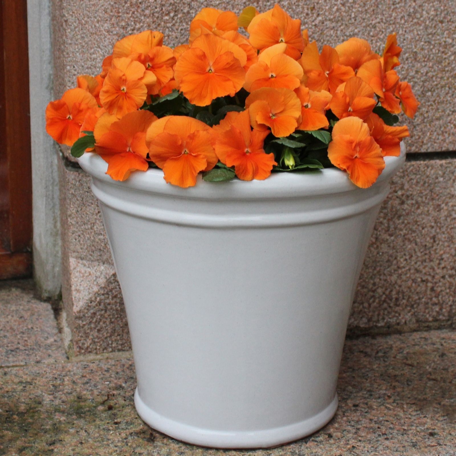 YouGarden Pansy Tango Magic Garden Ready Plants x20