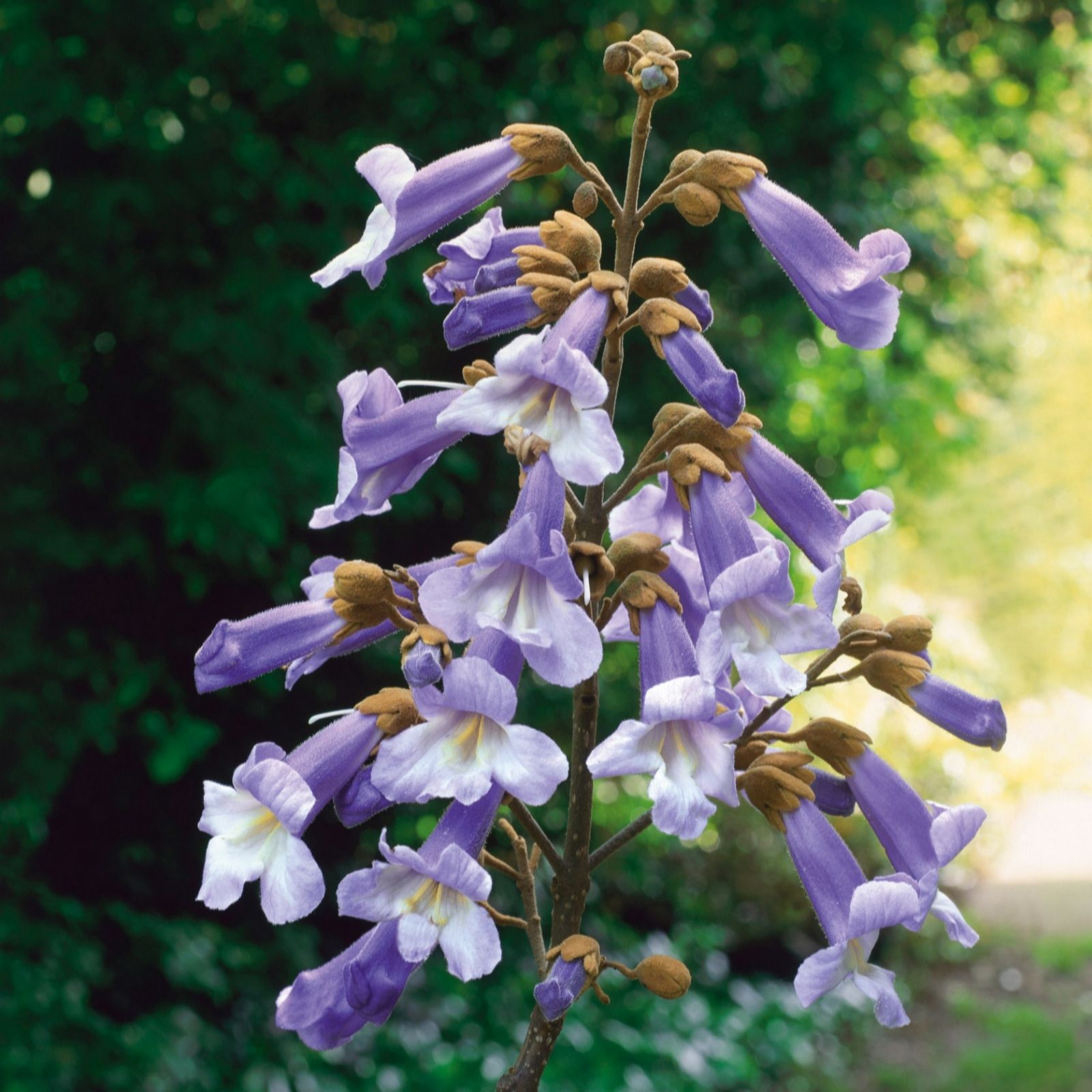 Plants2Gardens Paulownia Elongata Futuro 2ltr