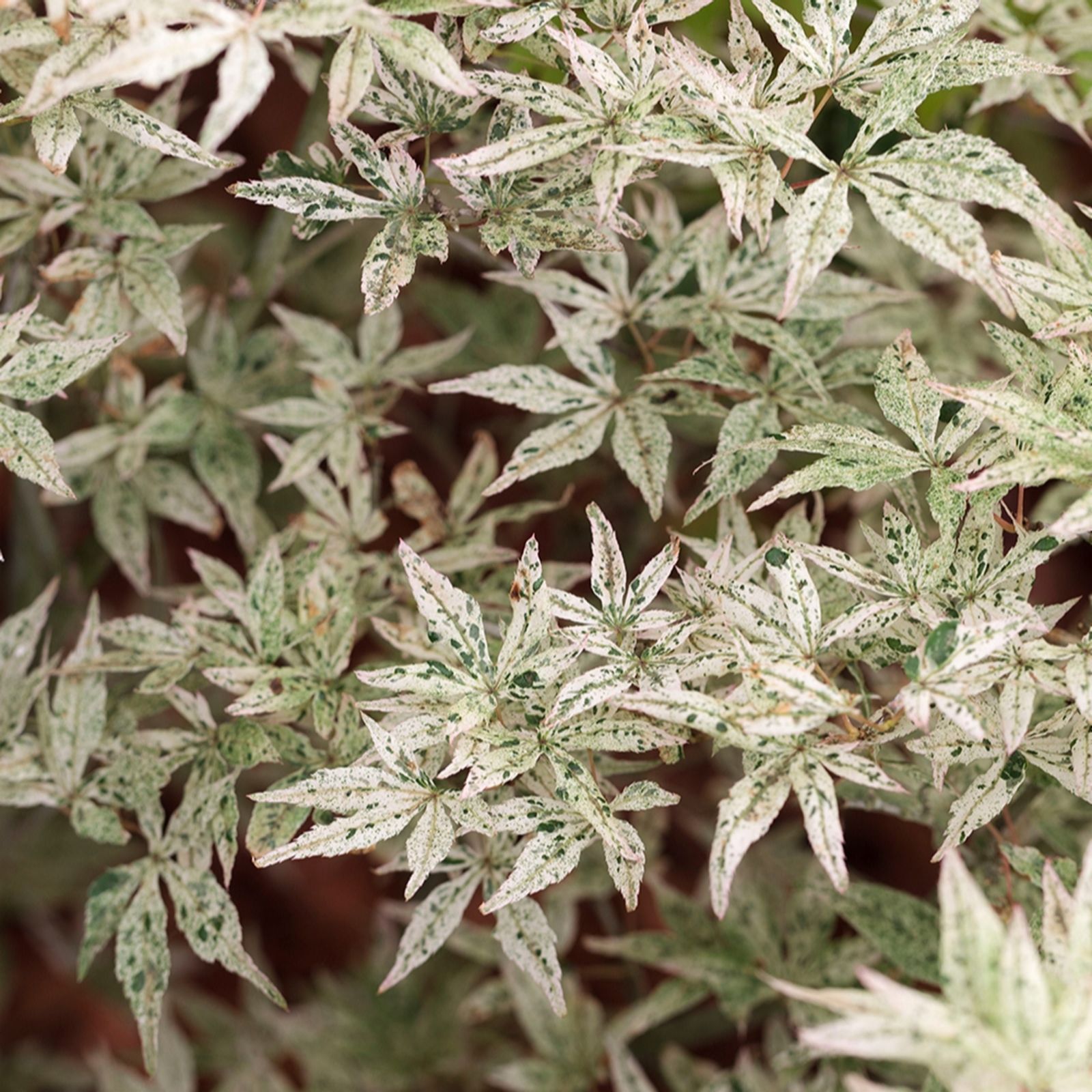 YouGarden Acer Palmatum 'Ukigumo' in a 3L pot