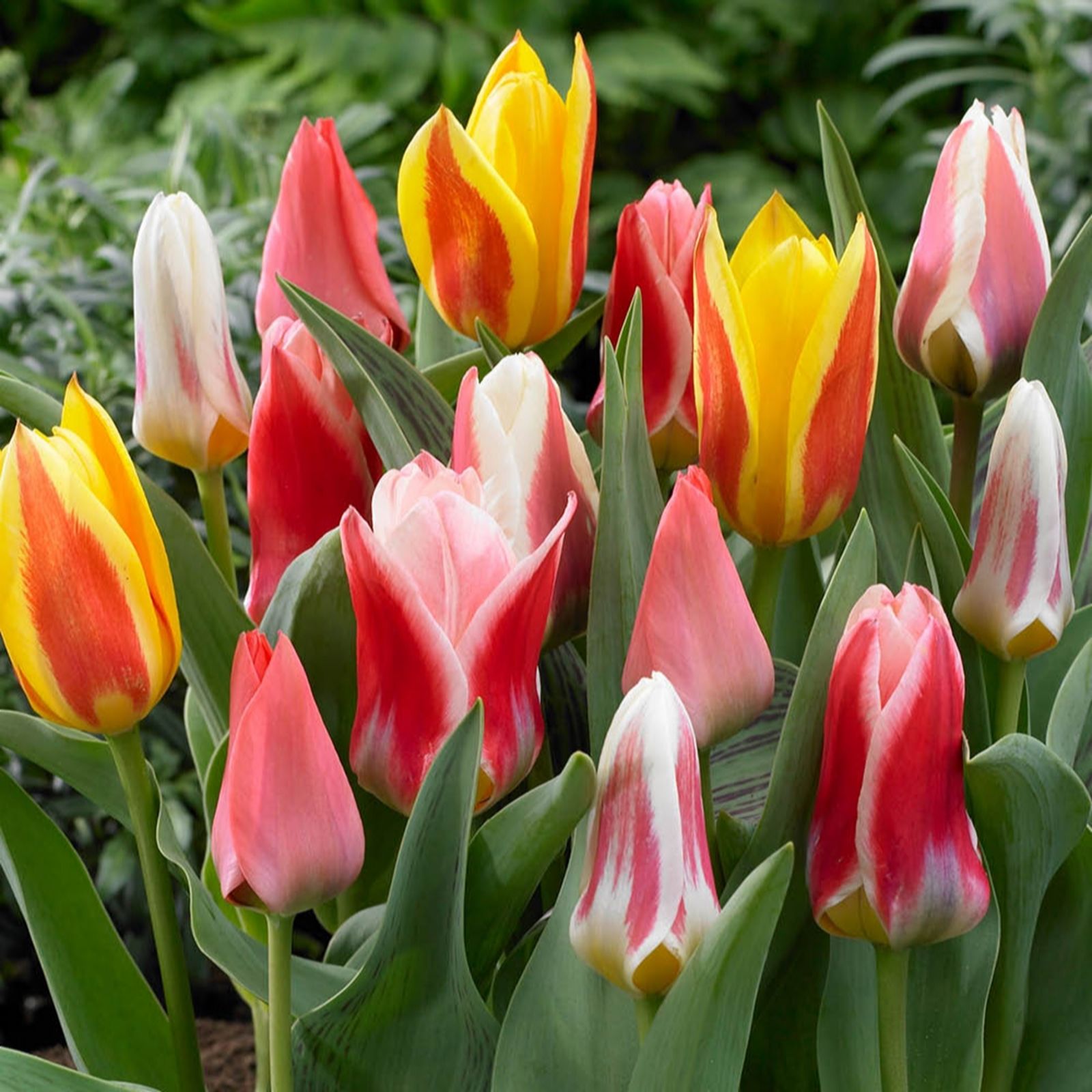 YouGarden Value Miniature Tulips mix x60 bulbs