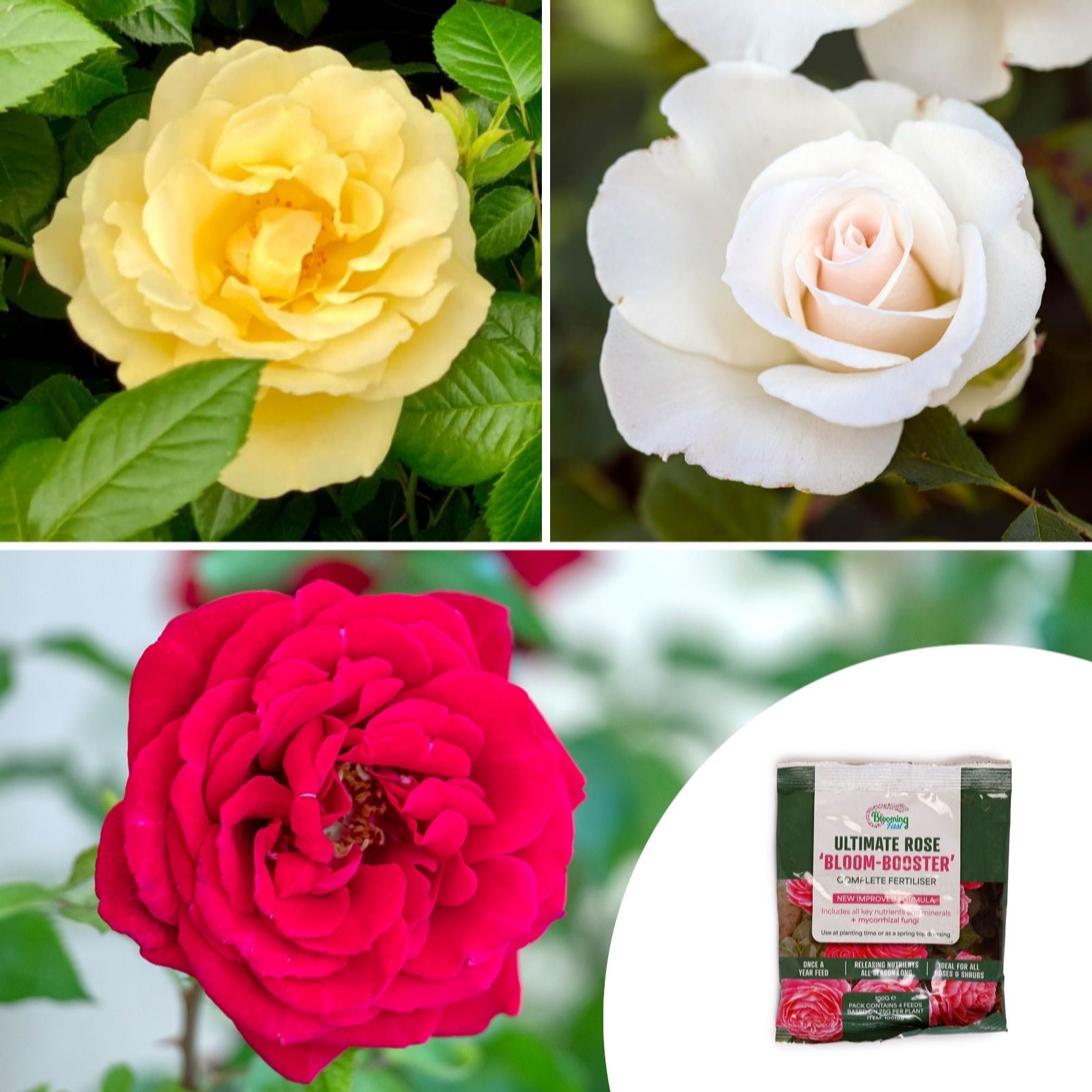 YouGarden Rose 'Florists Delight' Bare Root Collection x3 & Rose Fertiliser