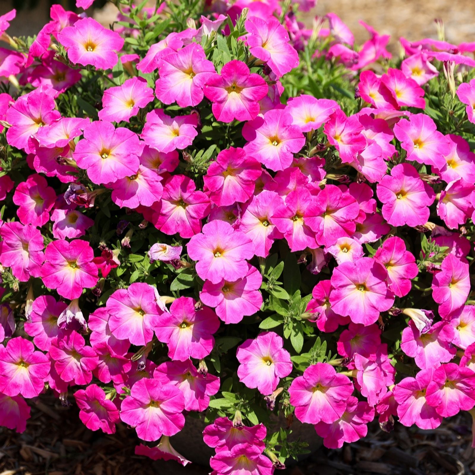 Richard Jackson Petunia Fantasy Hot Pink Power Plants 5 x 5.5cm