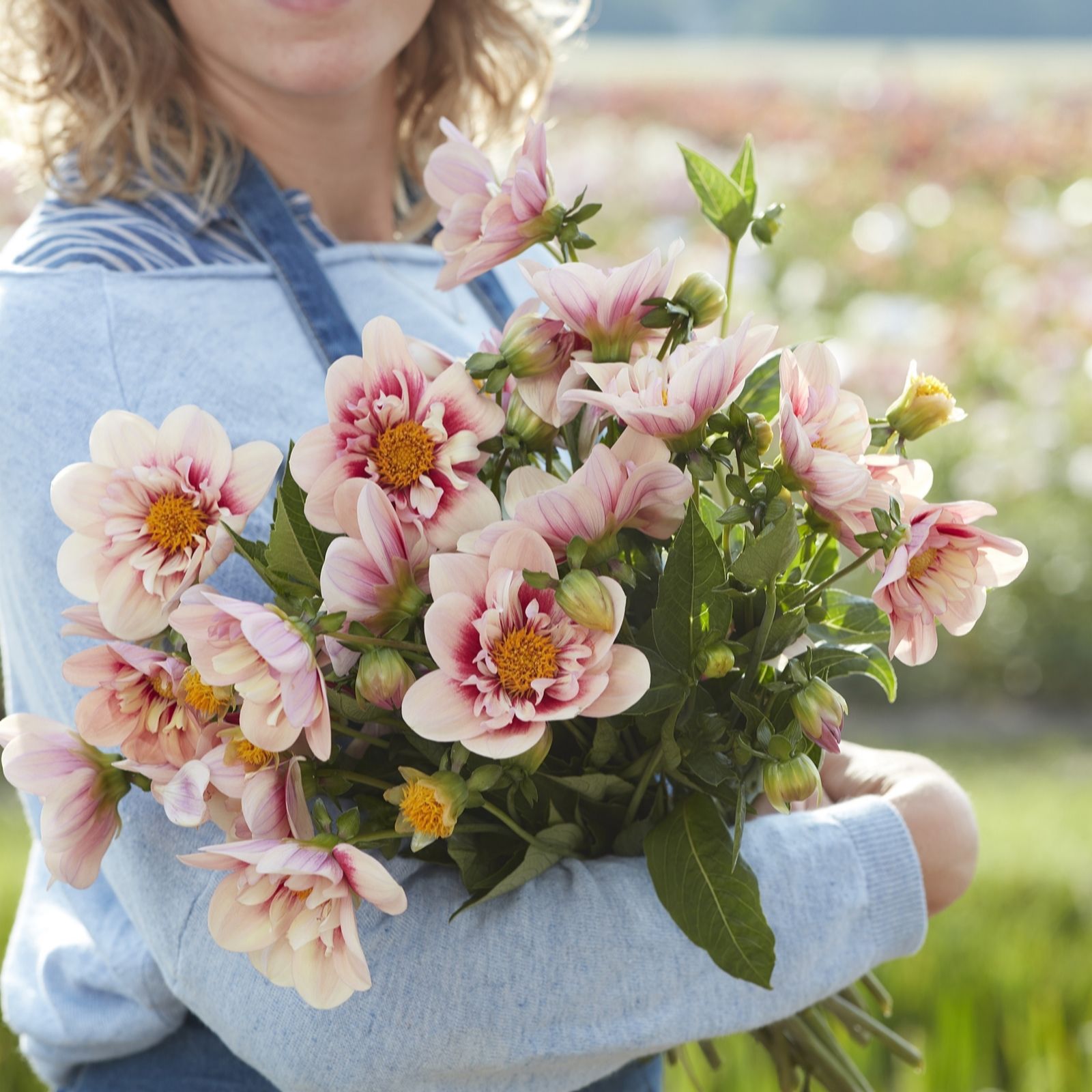 Plants 2 Gardens Dahlia Collection 3 x Bare Root Dahlia
