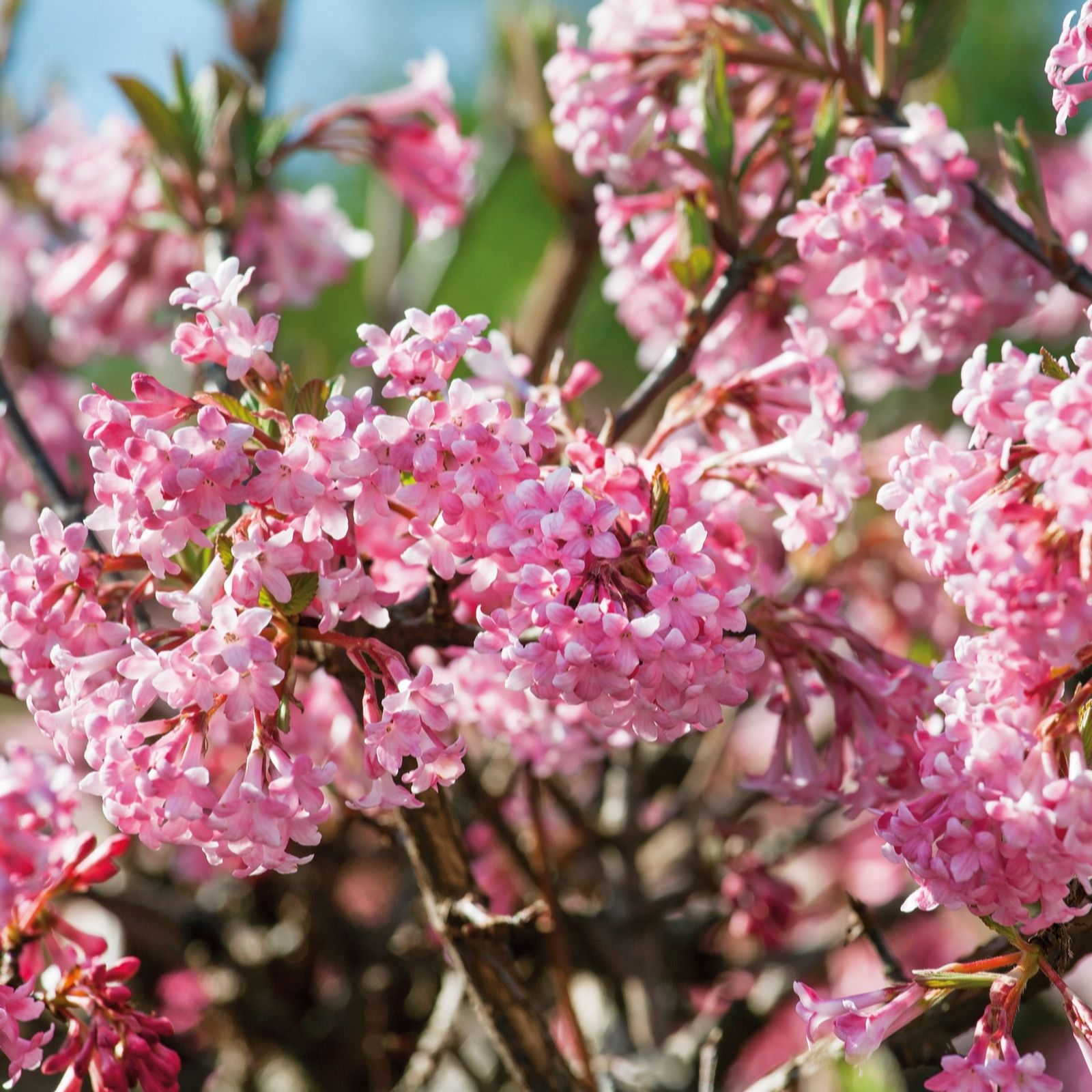 Plants2Gardens Viburnum Bodnantese 3ltr