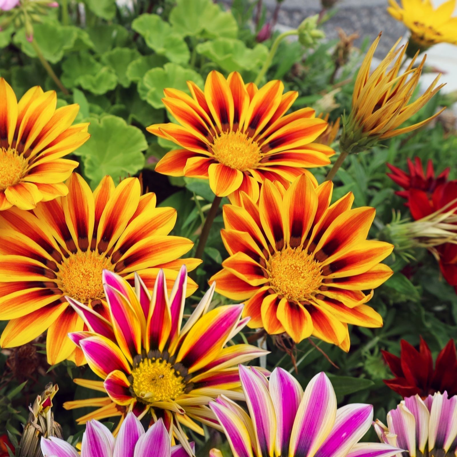 Thompson & Morgan Gazania Tiger Stripes Mixed Garden Ready Plants x 12