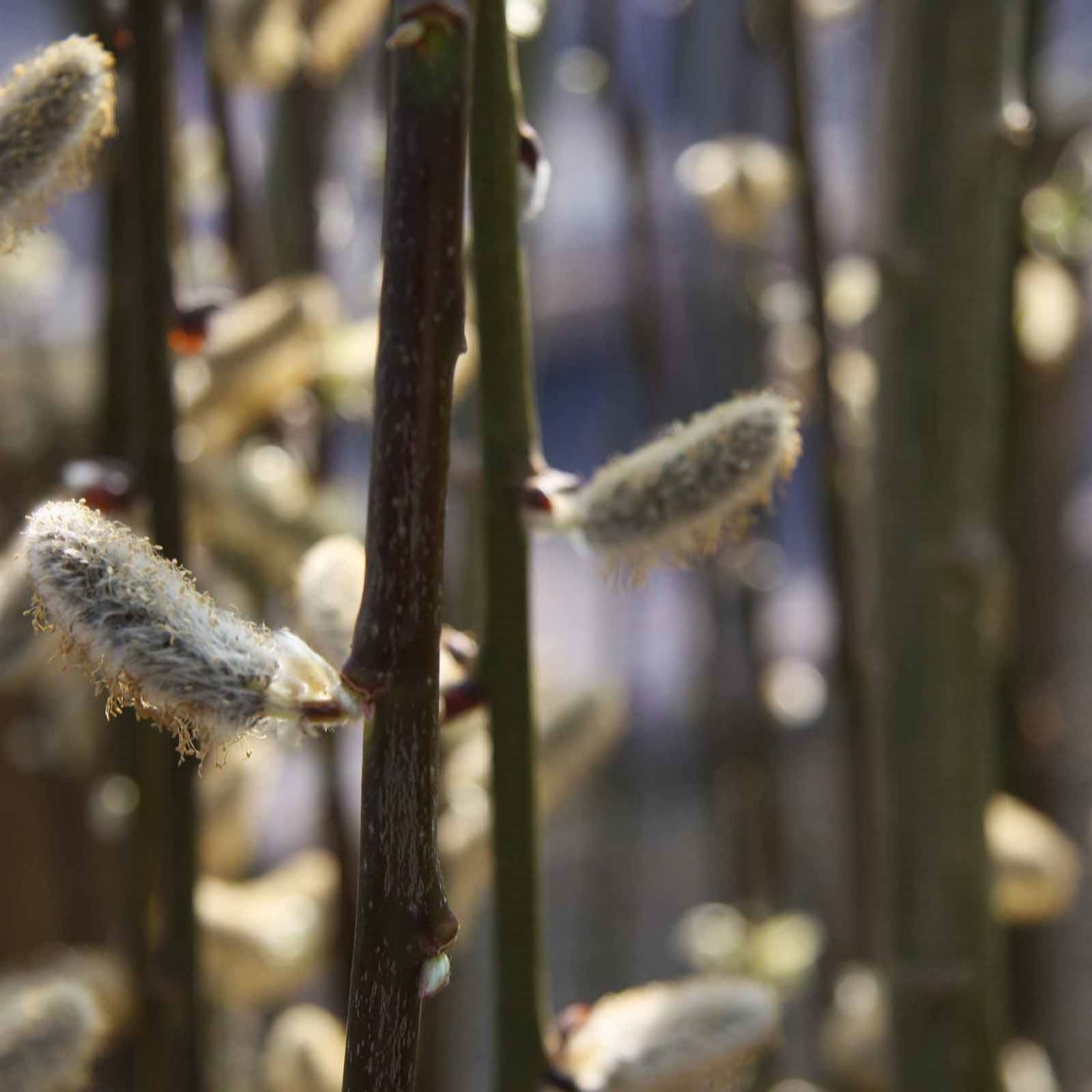 Frank P Matthews Salix Caprea Pendula 12 Litre Container