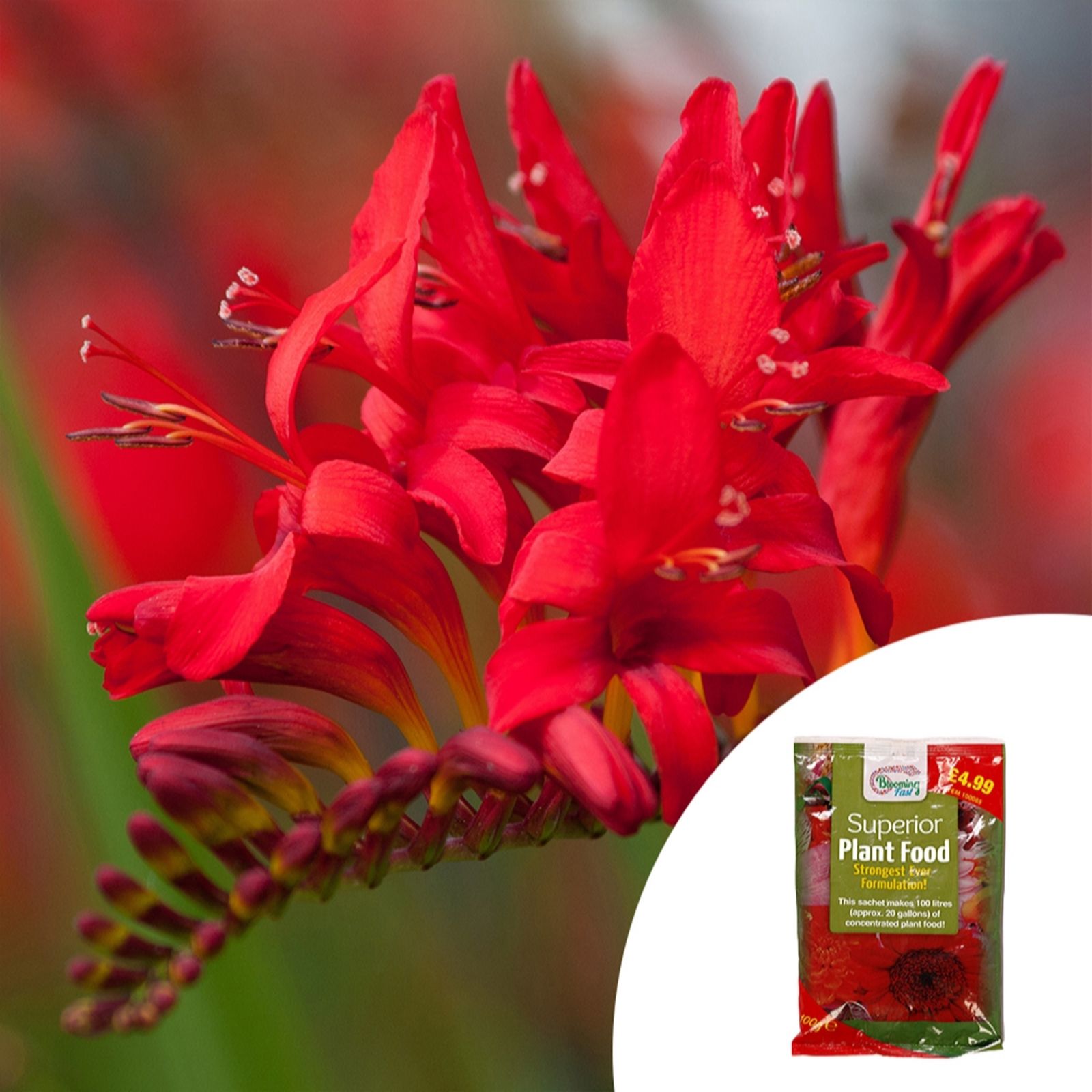 YouGarden Crocosmia 'Lucifer' in 9cm pots x3 & 100g Fertiliser