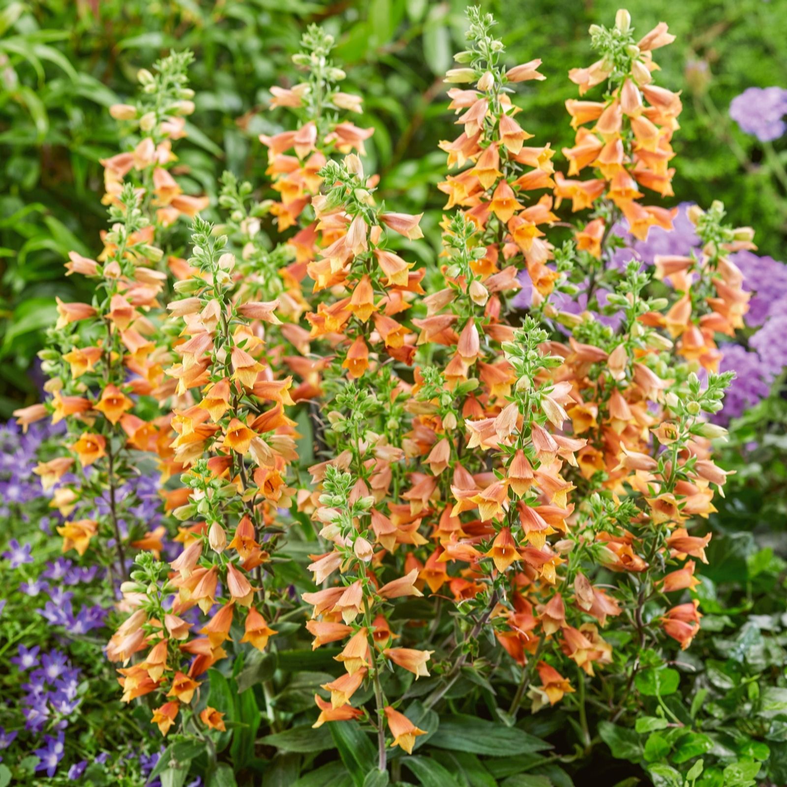 Plants2Gardens Digitalis Firecracker 3 x 9cm
