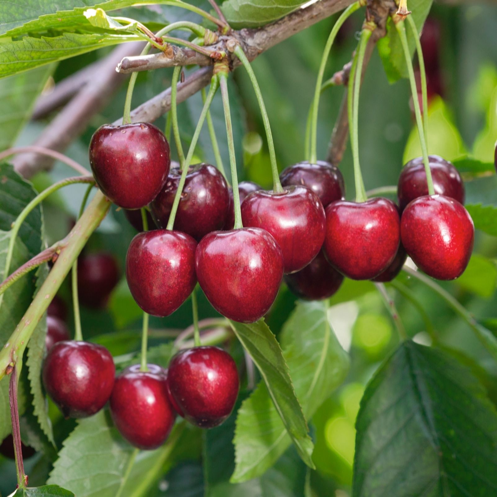 Plants2Gardens Cherry stella 7.5ltr