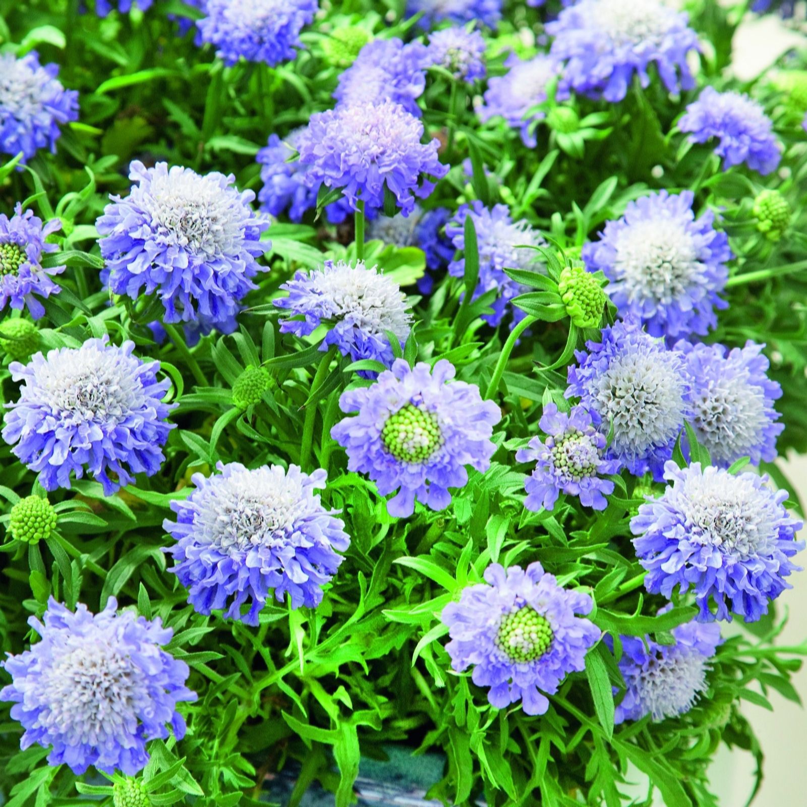 Plants2Gardens Scabious Blue Note 3 x 2ltr