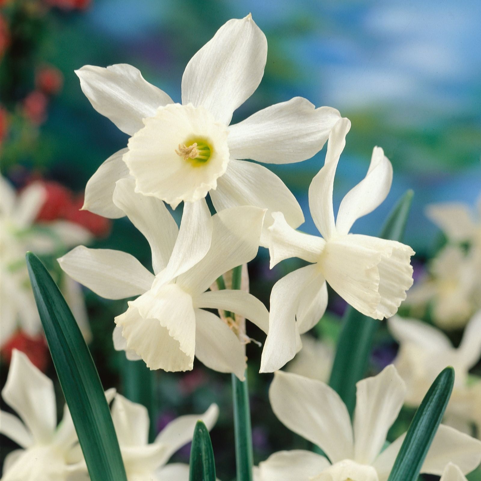 Plants 2 Gardens Spring Dream Mix 20 x bulbs