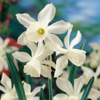 Plants2Gardens Spring Dream Mix 20 x bulbs