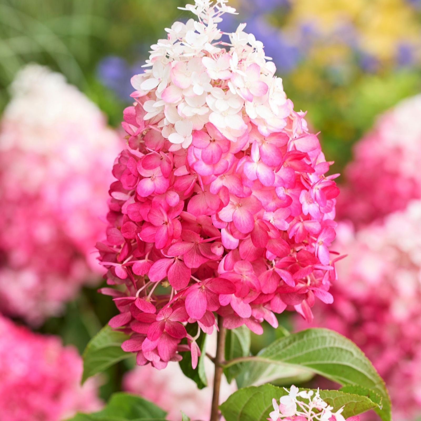 Thompson & Morgan Hydrangea Living Red Velvet 12cm Pot x2