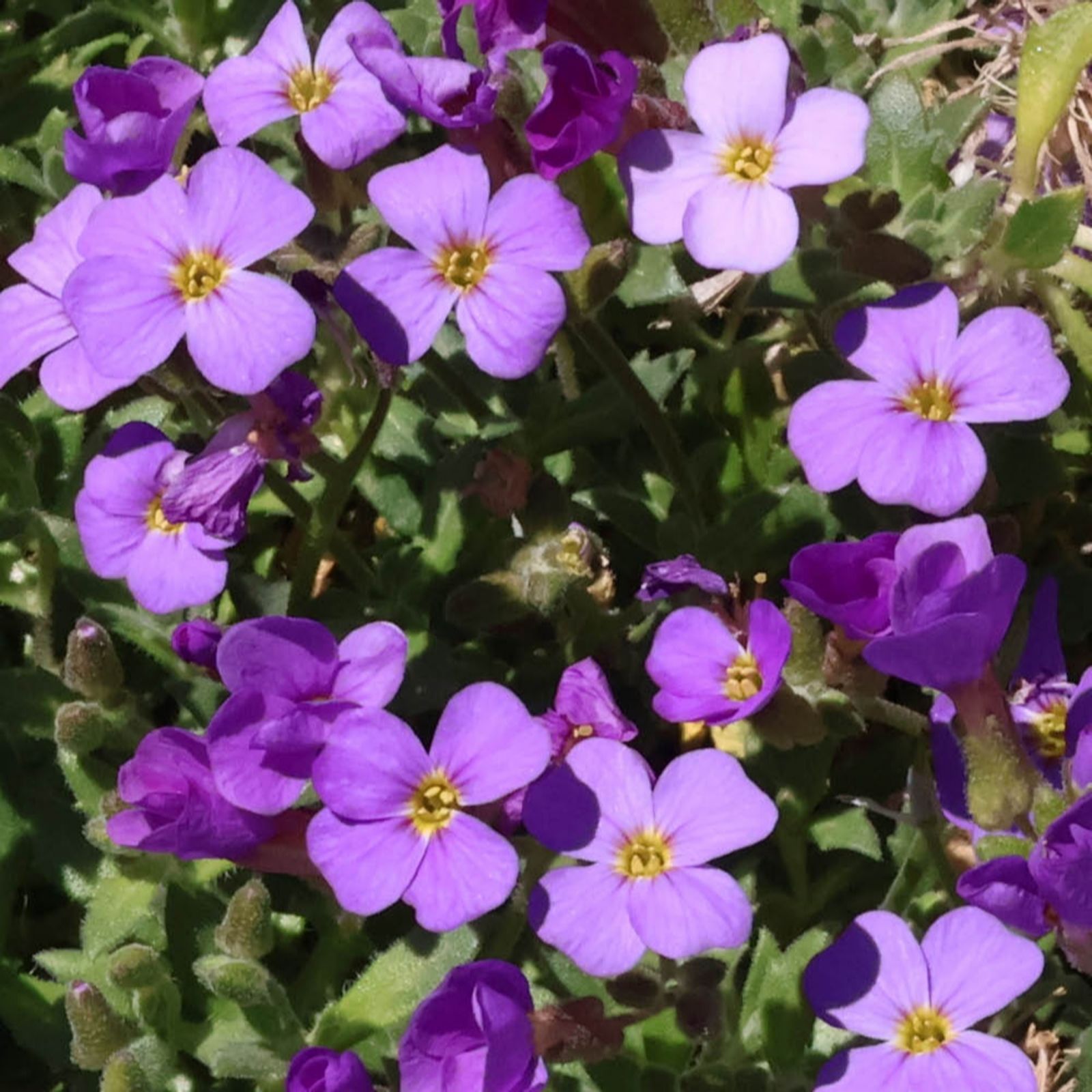 YouGarden Aubretia Florado Blue Eye Plug Plants x 12