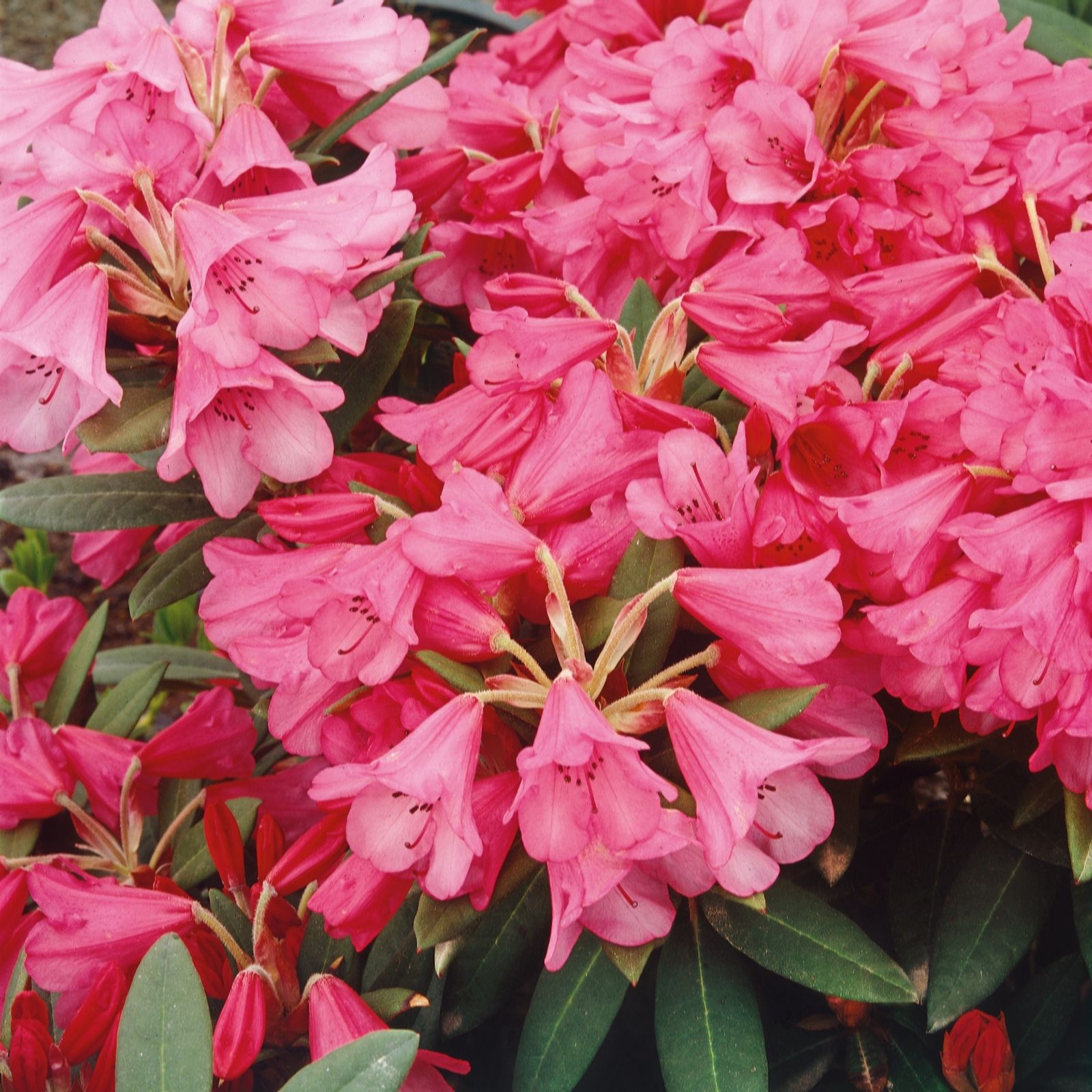 Plants2Gardens Rhododendron Winsome 10ltr - QVC UK